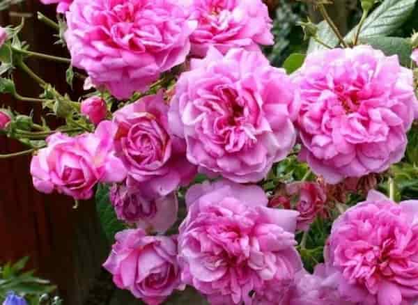 تصویر 3 از قیمت خرید گل محمدی صد برگ با فروش عمده